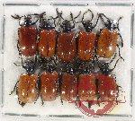 Scientific lot no. 463 Chrysomelidae (Lilioceris sp.) (10 pcs)