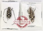 Scientific lot no. 136 Anthribidae (2 pcs)