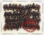 Scientific lot no. 403 Tenebrionidae (52 pcs)