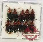 Scientific lot no. 651 Carabidae (Euplynes viridis) (10 pcs)