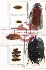 Scientific lot no. 95 Blattodea (9 pcs A, A-, A2)