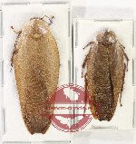 Scientific lot no. 94 Blattodea (2 pcs - 1 pc A2)