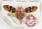 Cercopidae sp. 38 (5 pcs A2)