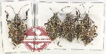 Scientific lot no. 1059 Heteroptera (4 pcs - 3 pcs A2)
