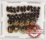 Scientific lot no. 1049 Heteroptera (30 pcs)