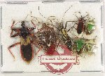 Scientific lot no. 1047 Heteroptera (7 pcs)