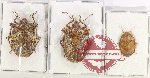 Scientific lot no. 1056 Heteroptera (3 pcs)
