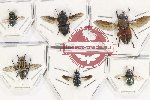 Scientific lot no. 77 Diptera (6 pcs A, A-, A2)