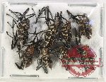 Scientific lot no. 731 Curculionidae (8 pcs)