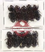 Scientific lot no. 149 Passalidae (10 pcs A2)