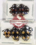 Scientific lot no. 79 Endomychidae (6 pcs)