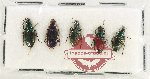 Scientific lot no. 649 Carabidae (5 pcs)