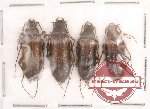 Cebrionidae sp. 1 (4 pcs)