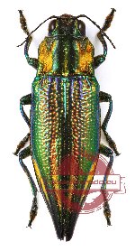 Cyphogastra (s.str.) impresipennis (A-)