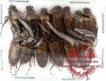 Cebrionidae sp. 1 (13 pcs)