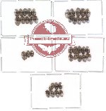 Chelonaridae Scientific lot no. 1 (40 pcs)