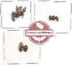 Chelonaridae Scientific lot no. 2 (10 pcs)