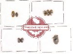 Chelonaridae Scientific lot no. 3 (8 pcs)