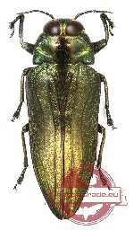 Belionota sp. 9