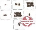 Colydidae Scientific lot no. 1 (28 pcs)