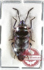 Scutellarinae sp. 17