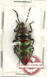 Scutellarinae sp. 17 (A-)