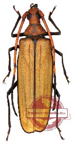 Aegosoma giganteum (A-)