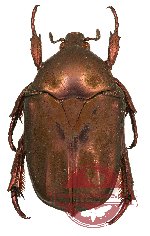 Protaetia (Oxyperas) spectabilis immaculata