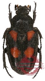 Taeniodera egregia