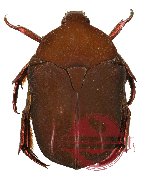 Protaetia (Macroprotaetia) milani