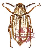 Dedalopterus bezdekorum