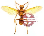 Polistes sp. 4 (SPREAD) (5 pcs)