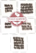 Elmidae Scientific lot no. 2 (128 pcs)