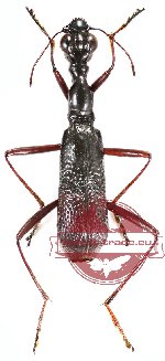 Neocollyris (Pachycollyris) feai ssp. vitalisi