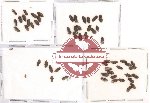 Elmidae Scientific lot no. 4 (60 pcs)