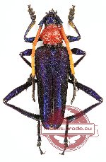 Pachyteria kurosawai