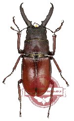 Prosopocoilus myrmecoleon