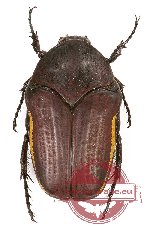 Clinteria atra flavomarginata