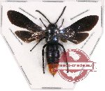 Scoliidae sp. 37 (4 pcs)