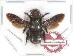 Megachile sp. 4 (5 pcs)
