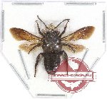 Megachile sp. 1A