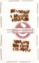 Heteroceridae Scientific lot no. 1 (60 pcs)