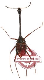 Scaphidiidae sp. 2