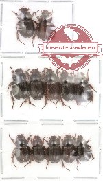 Hybosorinae Scientific lot no. 1 (12 pcs)