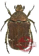 Cetonia (Eucetonia) magnifica