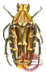 Coilodera praenobilis (5 pcs)