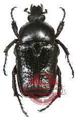 Bricoptis plumipes Olsoufieff (A2)