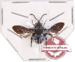 Thyraeus sp. 4 (5 pcs)