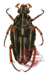 Ixorida (Mecinonota) nagaii (5 pairs)