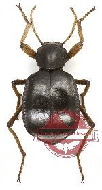 Tenebrionidae sp. 47 (5 pcs)